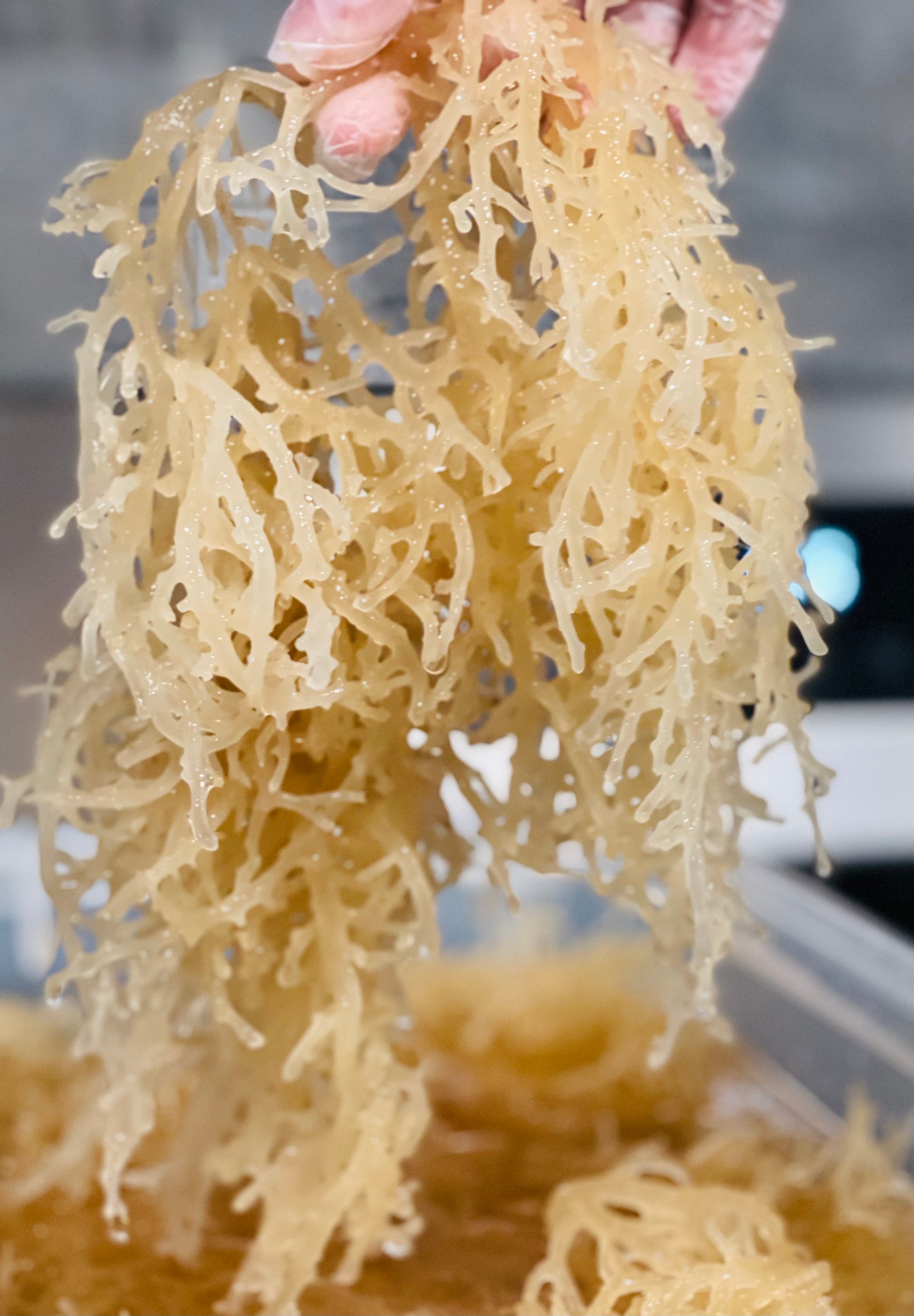 Wildcrafted Jamaican Sea Moss