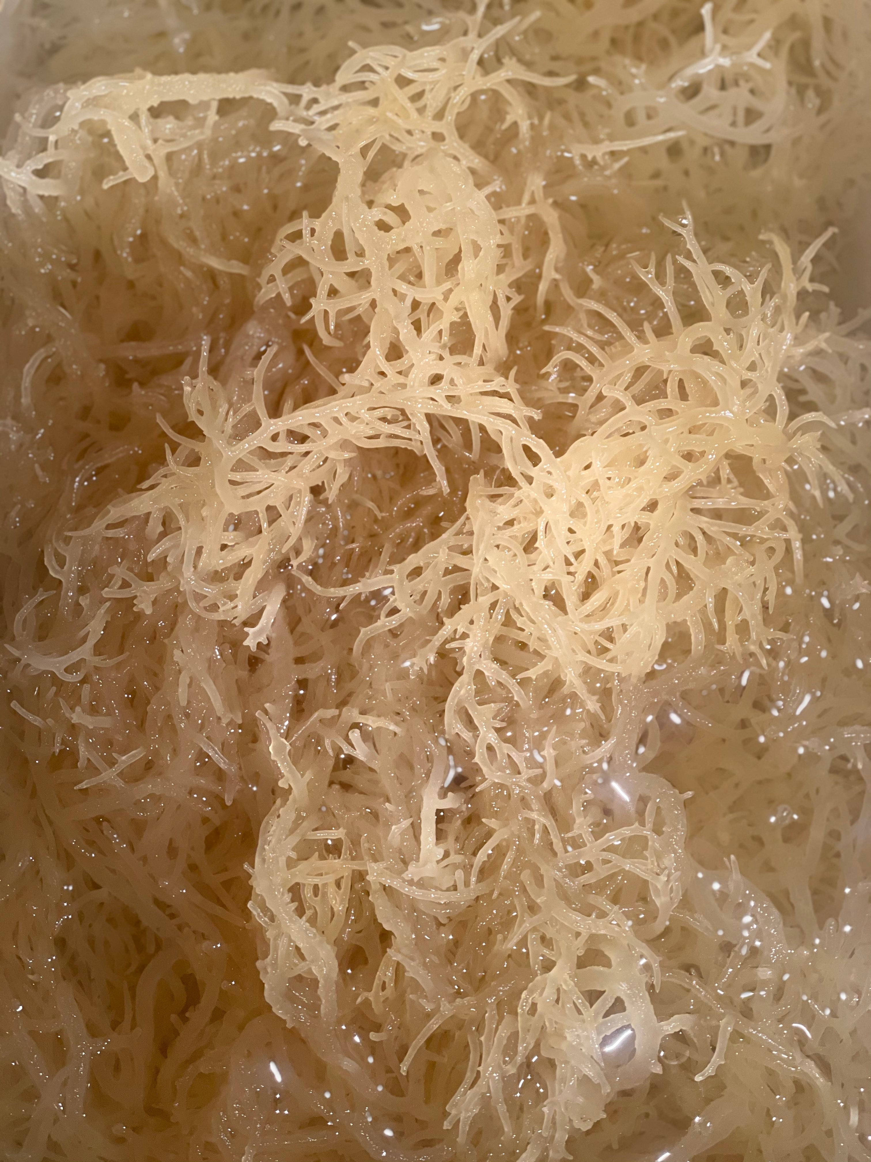 Soaking Golden Sea Moss